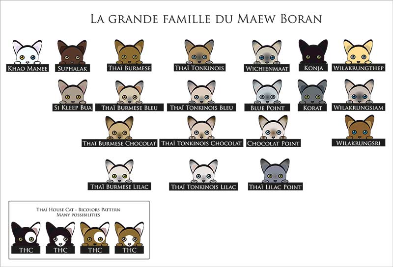 Description de tout les familles membres de la race Maew Boran