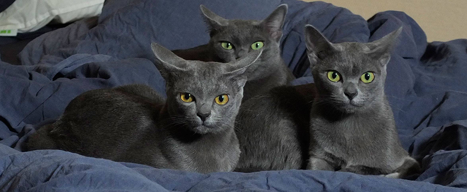 Trois chattes de race Korat