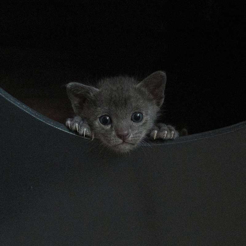 La Chatterie Du Korat Celeste Elevage De Chats De Race Korat Et De Thai Burmese Bleu