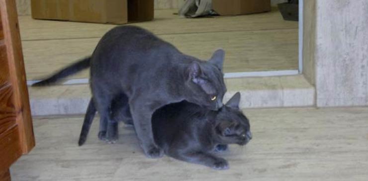 La reproduction chez le Korat Sexualité chez le chat (Korat) et anthropomorphisme...