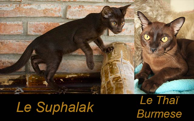 La différence en image entre le Suphalak et le Thaï Burmese