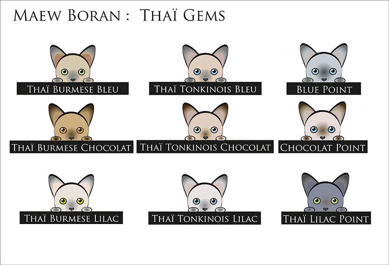 Les Thaï Gems, les transversalités du Maew Boran