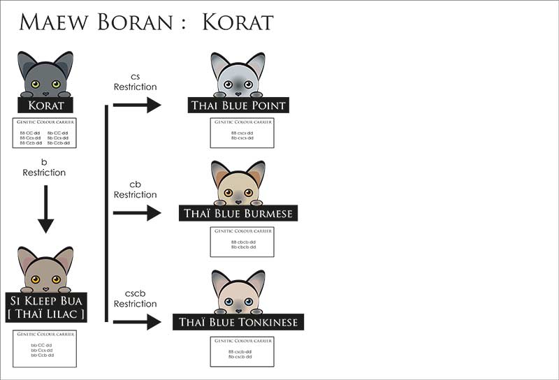 Variation possibles au sein du Korat