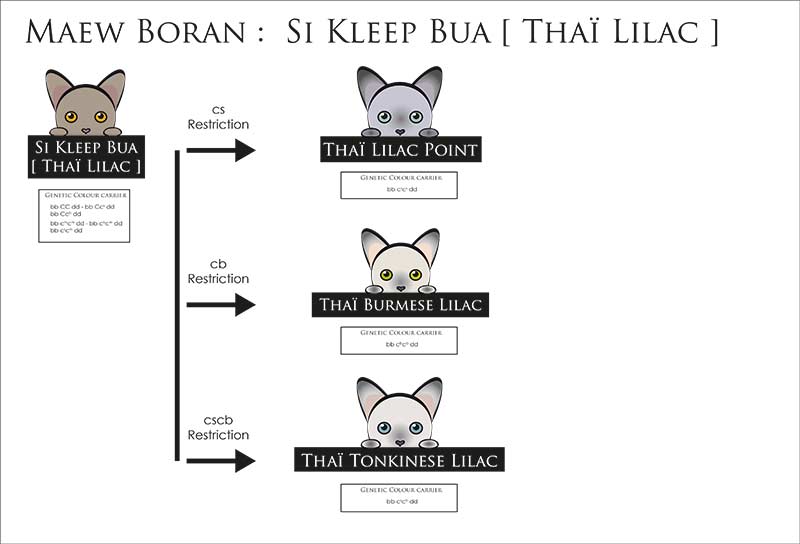 Explication concernant le Si Keab Bua et ses variations