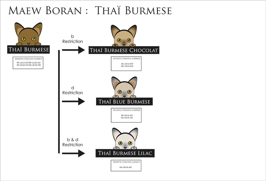 Variation possibles au sein du Burmese