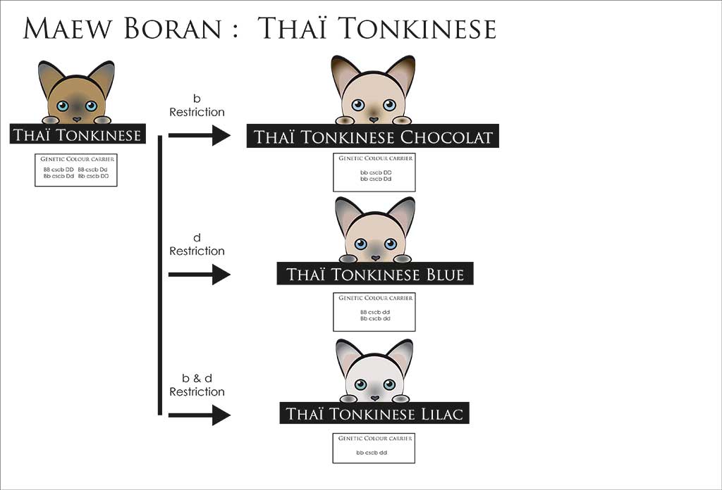 Description de la famille et des transversalités génétiques qui en découle.