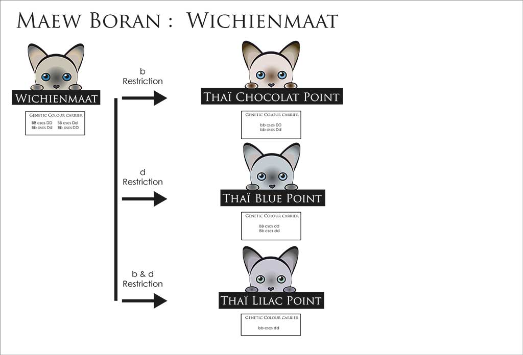 Description de la famille et des transversalités génétiques qui en découle.