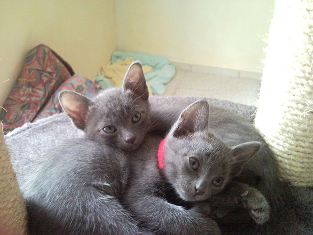 Chatons Korat