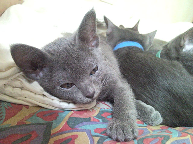 Chatons Korat