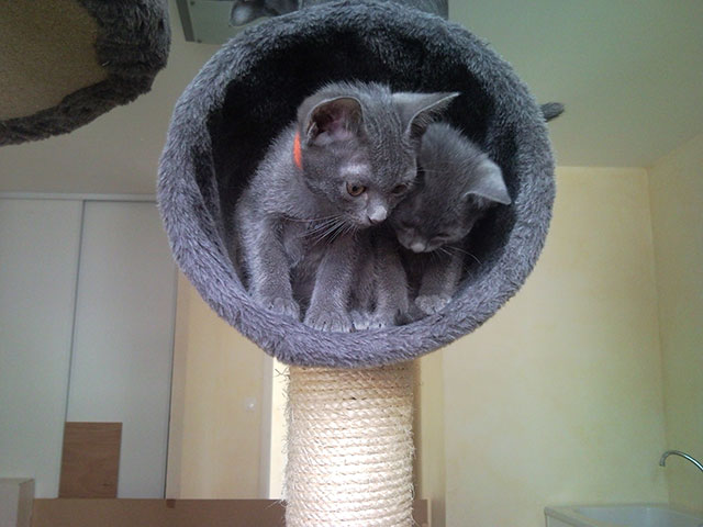 Chatons Korat