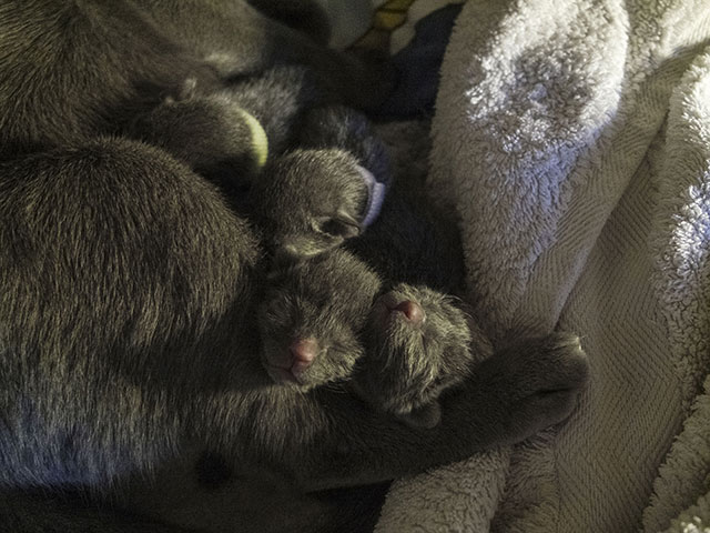 Les chatons vont bien !