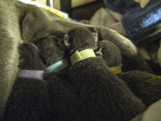 A table les chatons Korat !