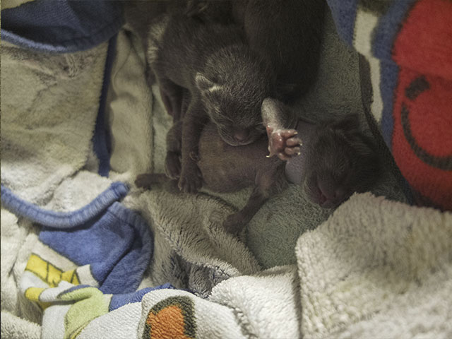 Chatons Korat !