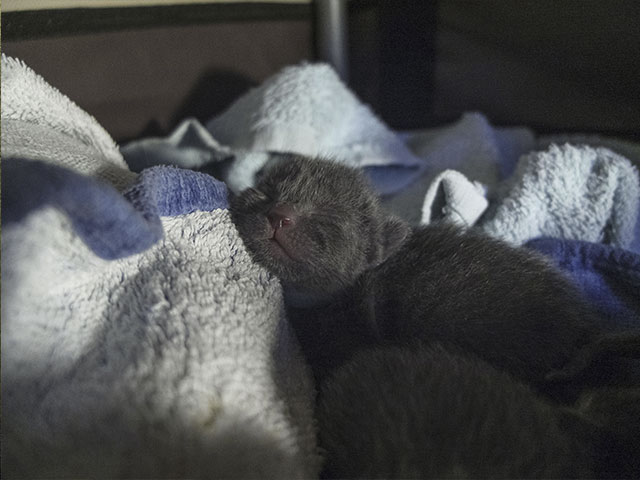 Chatons Korat !