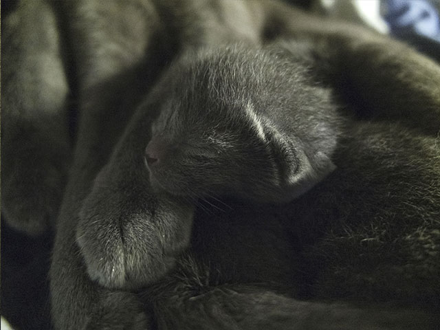 Chatons Korat !