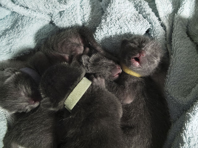 Chatons Korat !