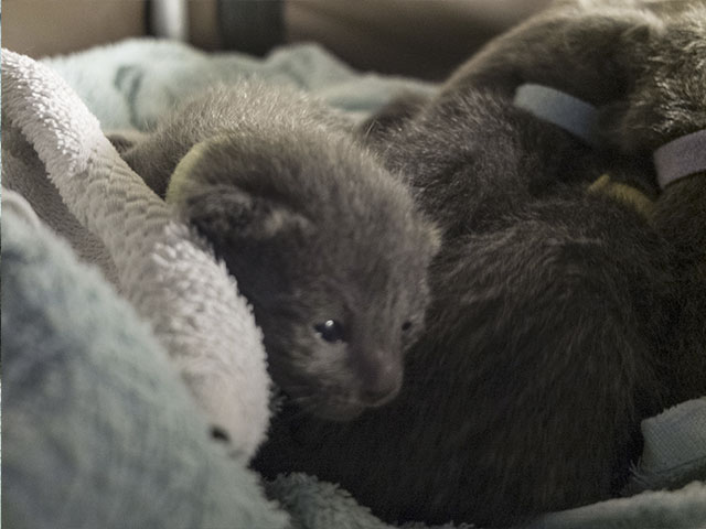 Chatons Korat !