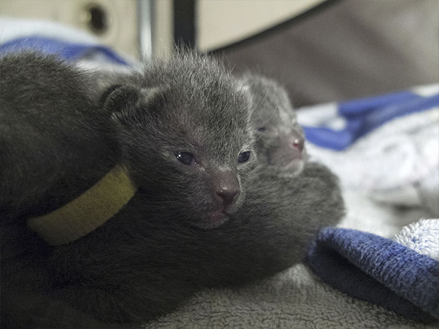 Chatons Korat !