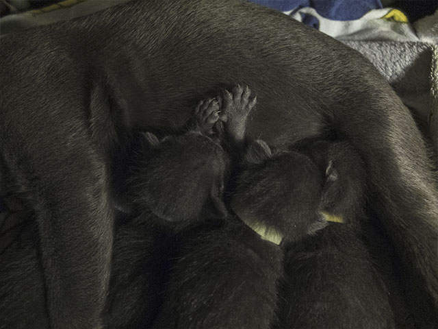Chatons Korat !