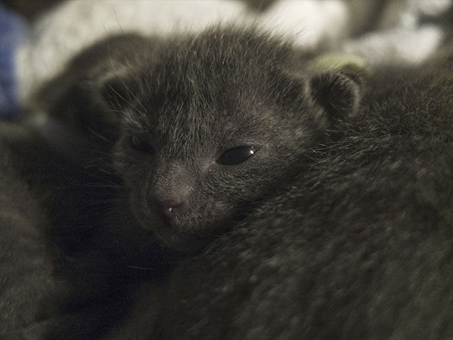 Chatons Korat !