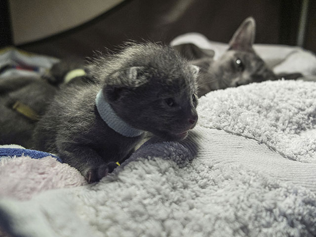 Chaton Korat 2015