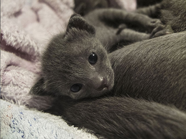 Chaton Korat 2015
