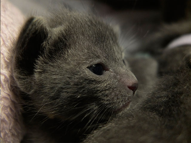 Chaton Korat 2015