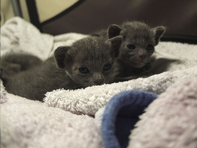 Chaton Korat 2015