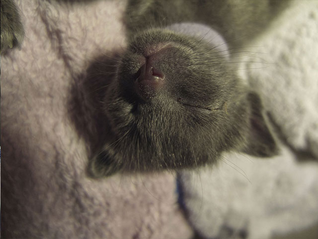 Chaton Korat 2015