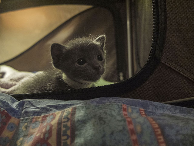 Chaton Korat 2015