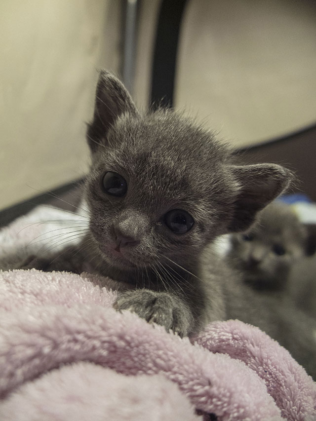 Chaton Korat 2015