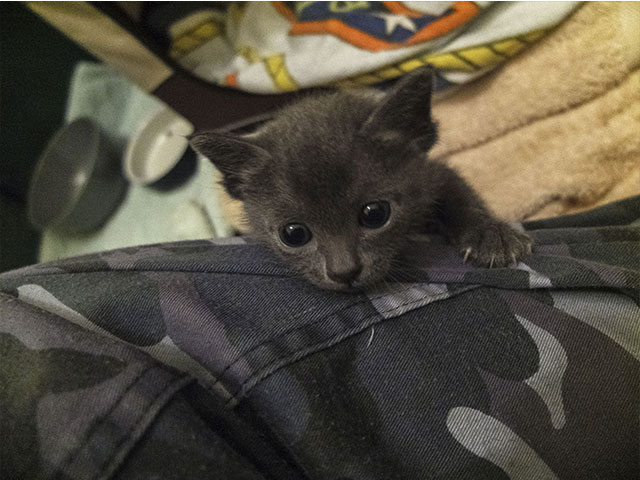 Chaton Korat 2015