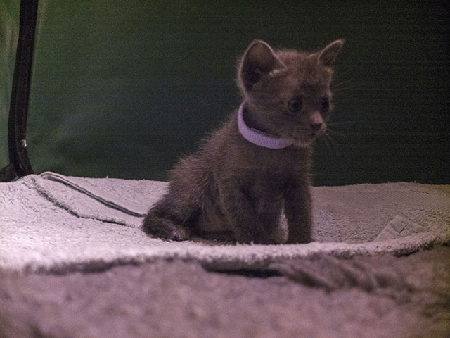 Chaton Korat 2015