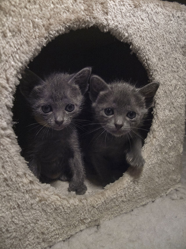 Chaton Korat 2015