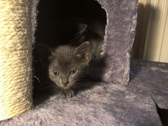Chaton Korat 2015