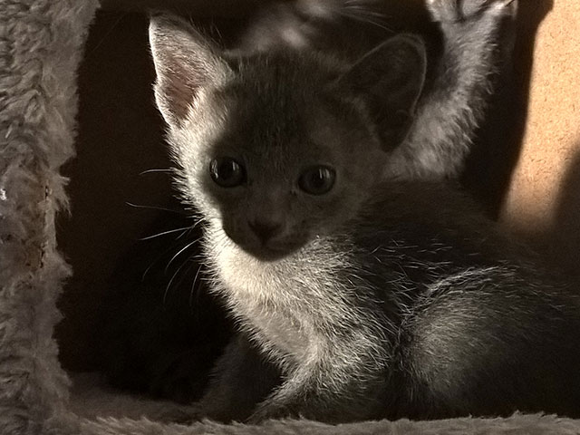 Chaton Korat 2015