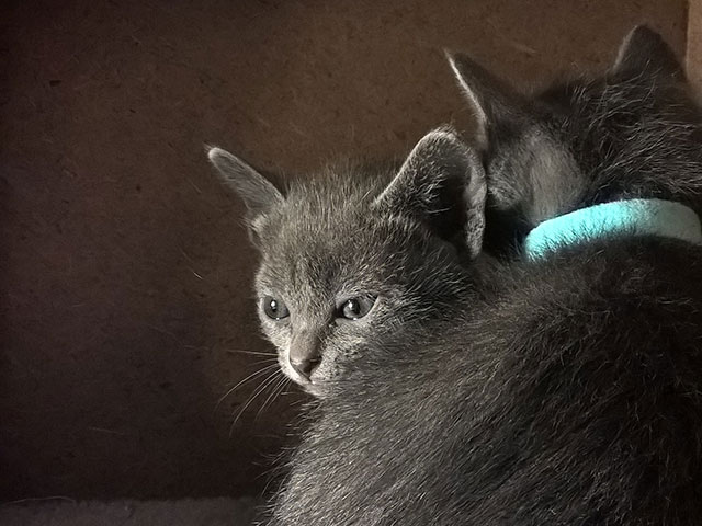 Chaton Korat 2015