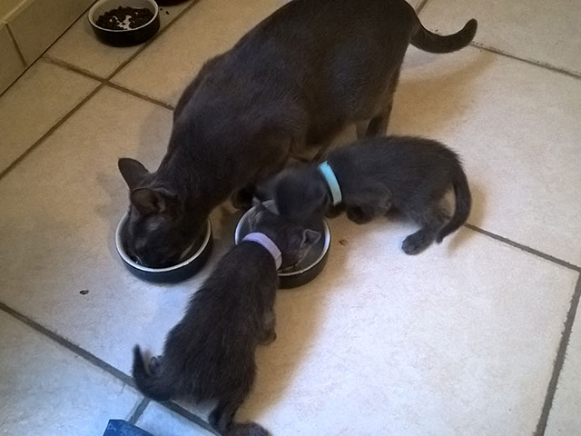 Chaton Korat 2015