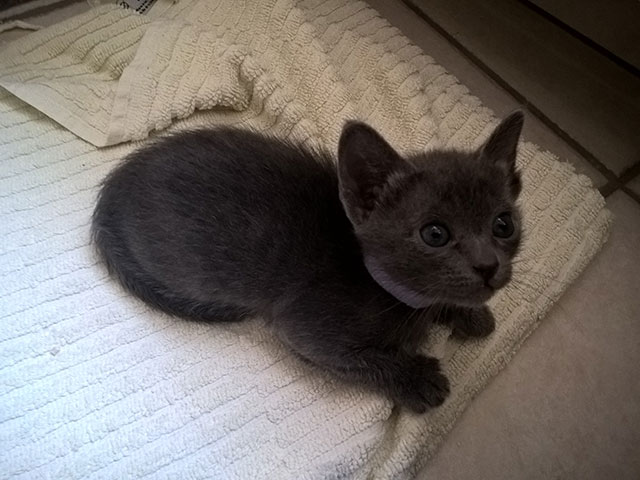 Chaton Korat 2015