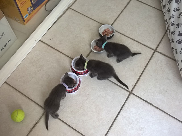 Chaton Korat 2015