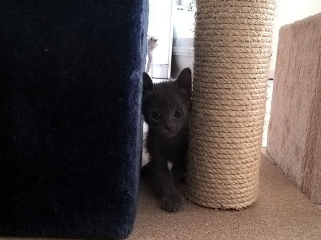 Chaton Korat 2015