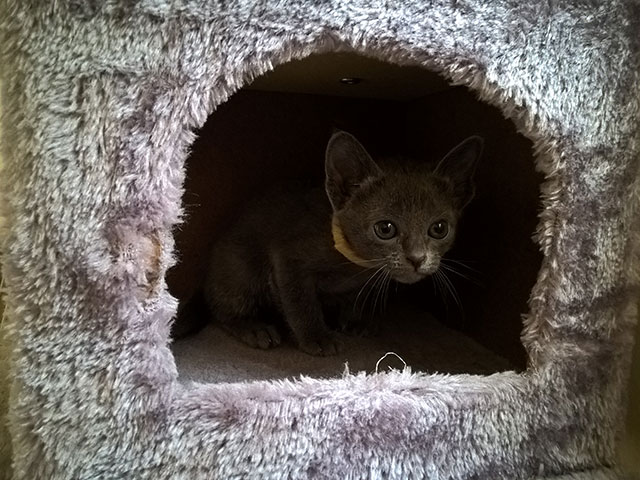 Chaton Korat 2015