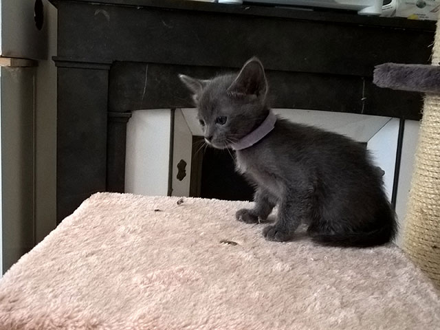 Chaton Korat 2015