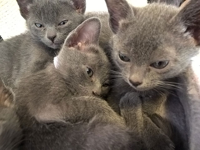 Chaton Korat 2015