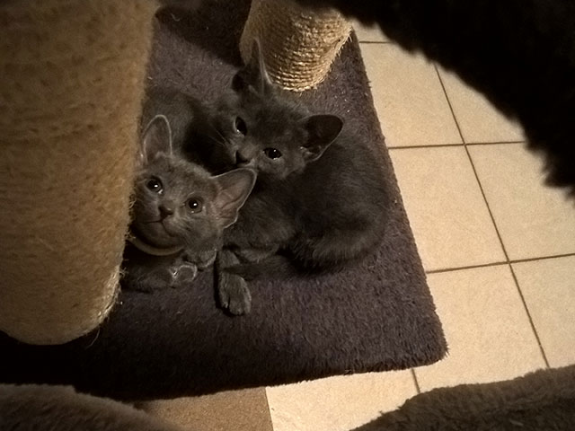 Chaton Korat 2015