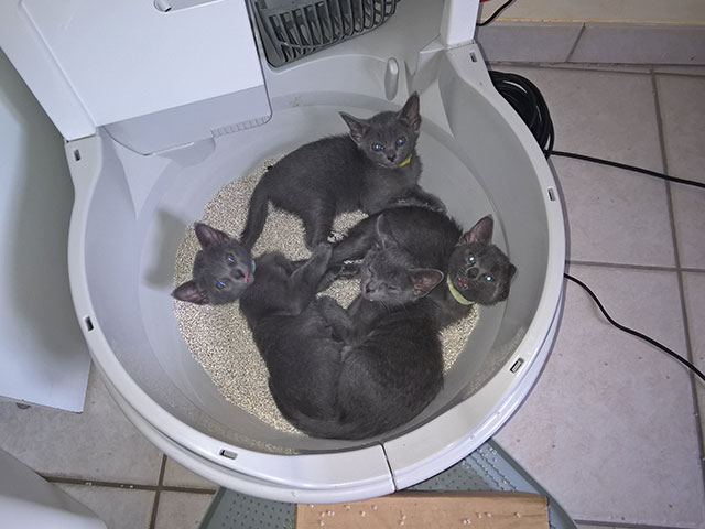 Chaton Korat 2015
