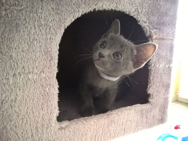 Chaton Korat 2015
