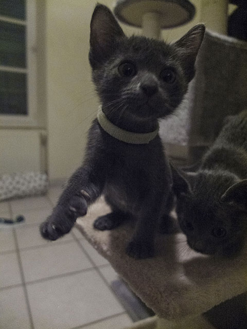 Chaton Korat 2015