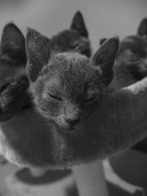 Chaton Korat 2015