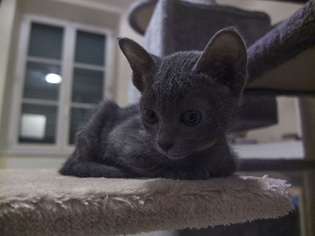 Chaton Korat 2015